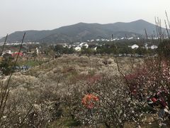 -香雪海