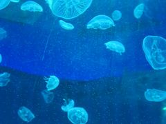 -北戴河圣蓝海洋公园