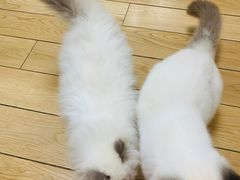 -爱侣宠医·鹦鹉专科·小型哺乳类·异宠专科(灵石路店)