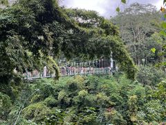 -西双版纳原始森林公园