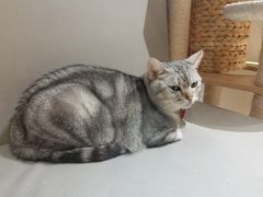 -小时光咖啡馆(开森度假森林店)