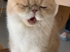 -飞行喵MR PILOT|猫舍·猫咖(静安大融城店)