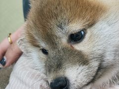 -逗柴咖啡屋·狗咖猫咖宠物桌游