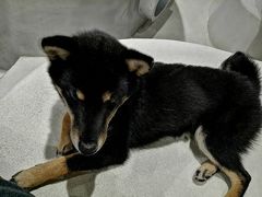 -柴务处·柴犬主题狗咖