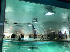 -北戴河圣蓝海洋公园