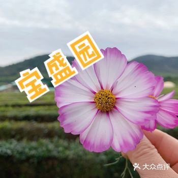 第一次尝试露营，选择了茅山宝盛园，住在田野之间