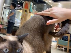 -藏猫猫咖啡主题馆(中央大道店)