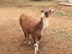 -石家庄市动物园