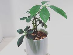 -Onirii Coffee(长乐路店)