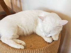 -猫咖时代(中山亭店)