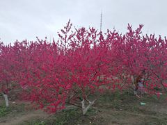 -秀丽东方