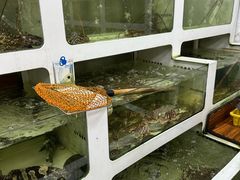 -肥弟大排档(汕樟路店)