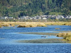 -腾冲北海湿地