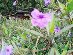 -东湖落雁景区