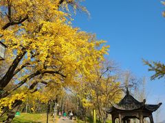 -千年银杏谷文化旅游区