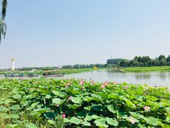 -白洋淀景区