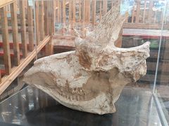 -中国第四纪冰川遗迹陈列馆