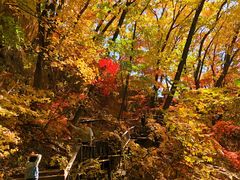 -天女山森林公园