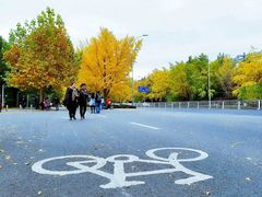 -三里屯东五街银杏大道