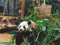 -深圳野生动物园