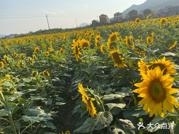象田油菜花基地图片