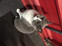 Mikaku-MIKAKU(万达广场上海宝山店)