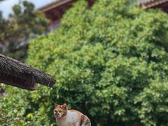 -龙华素斋(龙华路店)