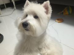 -FAELING PETS美天灵宠物(富力广场店)