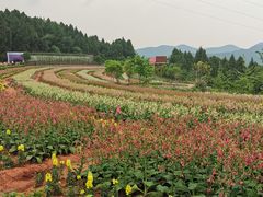-中国香山·寿香谷