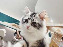 -飞行喵MR PILOT|猫舍·猫咖(静安大融城店)