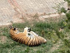 -青藏高原野生动物园