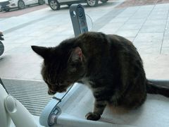 -关爱宠物医院·猫科中心·消化科(滨湖万达分院)