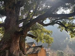 -杨家堂村