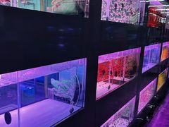-中环花鸟鱼虫市场