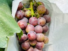 -马陆小张葡萄园农家乐