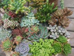 -三圣花乡旅游区