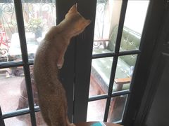 -猫色咖啡·猫咖