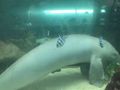 -悉尼海洋生物水族馆