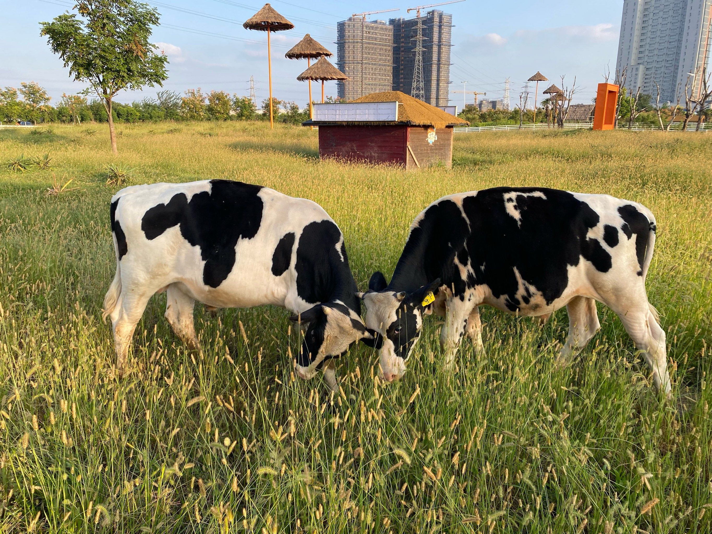 0元玩转这座城 在南通的青青牧场,你可以体验到美国的加州风,超级出