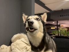 -百好乐宠物友好餐厅(朝外大街店)