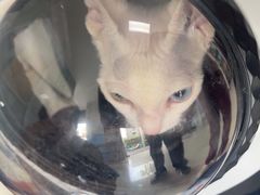 -瑞派福兴宠物医院犬猫全科·骨科·中西医结合(河东店)