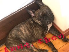 -新繁牛肉豆花(都江堰店)