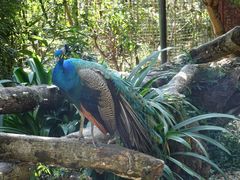 景点-瑞丽独树成林风景区