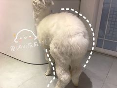 -Heymao猫咖.咖啡厅(东门店)