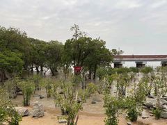 -宝安西湾红树林湿地公园