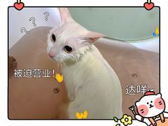 -瑞派旺宝宠物医院·犬猫全科综合·尿道专科(莲兴院)