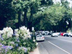 -墨尔本皇家植物园