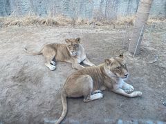 -北京野生动物园