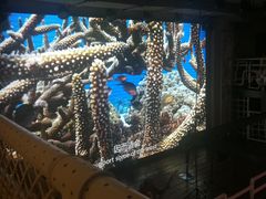 -海天盛宴新派海鲜自助餐厅(群力店)