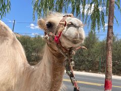 -黄河三峡风景名胜区